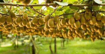 Optimism about 2024 kiwifruit campaign in New Zealand