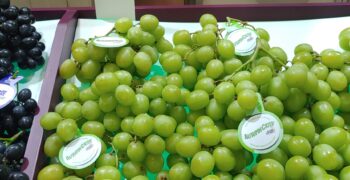Positive outlook for table grapes