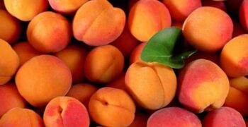 Chilean peaches and apricots gain access to China