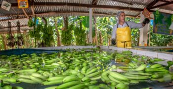 Colombian banana growers agree to increase wages