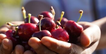 First shipment of Chilean cherries land successfully in China