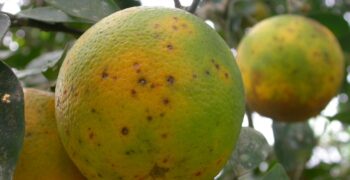 Record level of rejections of SA citrus due to ‘Black Spot’ 