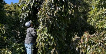 Luna ucr avocado tree to revolutionise sector