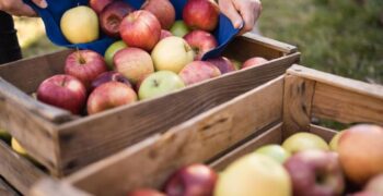 EU apple and pear forecasts revised downwards 