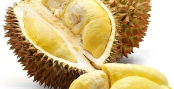 Progress in China-Malaysia durian negotiations 
