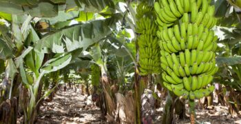 Canary Islands bananas bounce back from volcano devastation