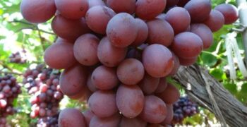 Australia set for record grape harvest