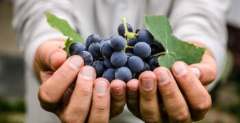 Record year for exports of Peruvian grapes expected