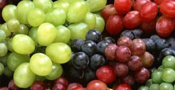 Chilean table grape exports to rise by 5% in 2023-24