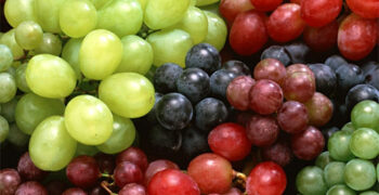 Chile prepares for larger grape crop