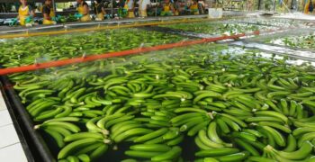 Costa Rica committed to sustainable banana production
