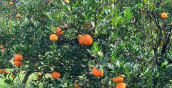 Larger Florida citrus crop expected