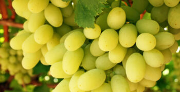 South Africa’s grape crop to rise by 8%