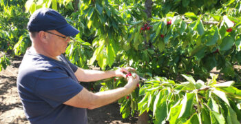 Unseasonal rains hit Chilean cherries 