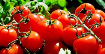 Morocco suffering 20% loss of tomato crop due to ToBRFV