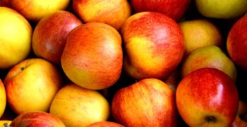 Smaller Canadian apple harvest forecast
