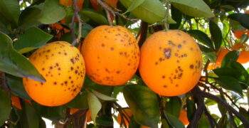 Record number of rejections of South African citrus for ‘Black spot’