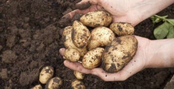 Europe has 1.4 million tons of unpicked potatoes 