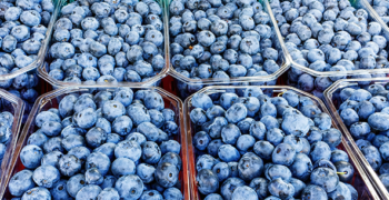 Positive long-term outlook for blueberry industry