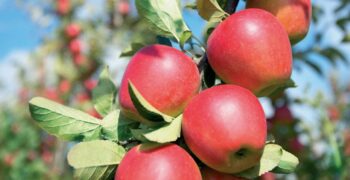 EU apple production down 2.4%