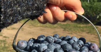 US blueberry production remains stable